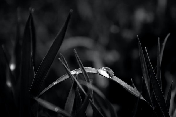 Quel degré pour cuire un poulet ?